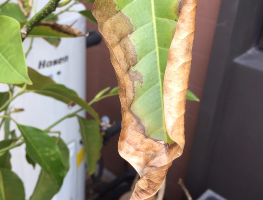 玉蘭花 病害 玉蘭花 病害