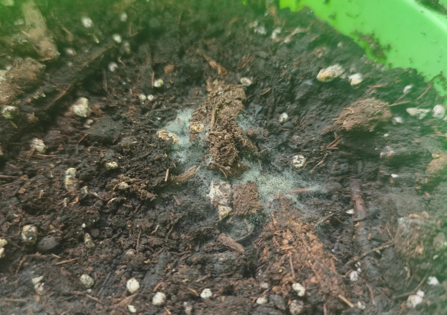 盆栽草莓發霉 盆栽草莓發霉