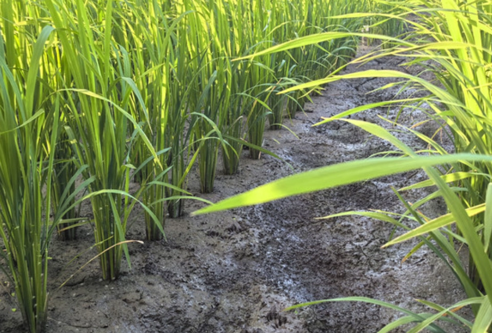 水稻秧苗病害 水稻秧苗病害