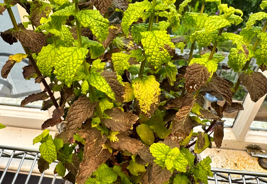 薄荷葉子發黑 薄荷葉子發黑