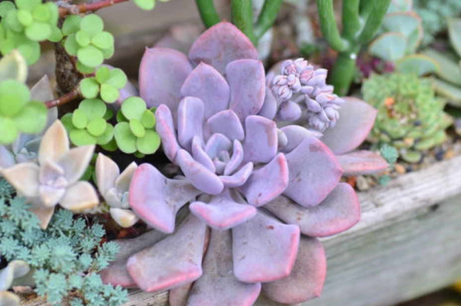 多肉植物養護 多肉植物養護