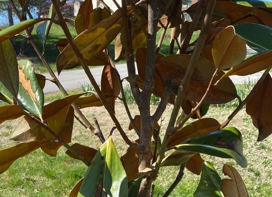 玉蘭花 葉子枯黃 玉蘭花 葉子枯黃