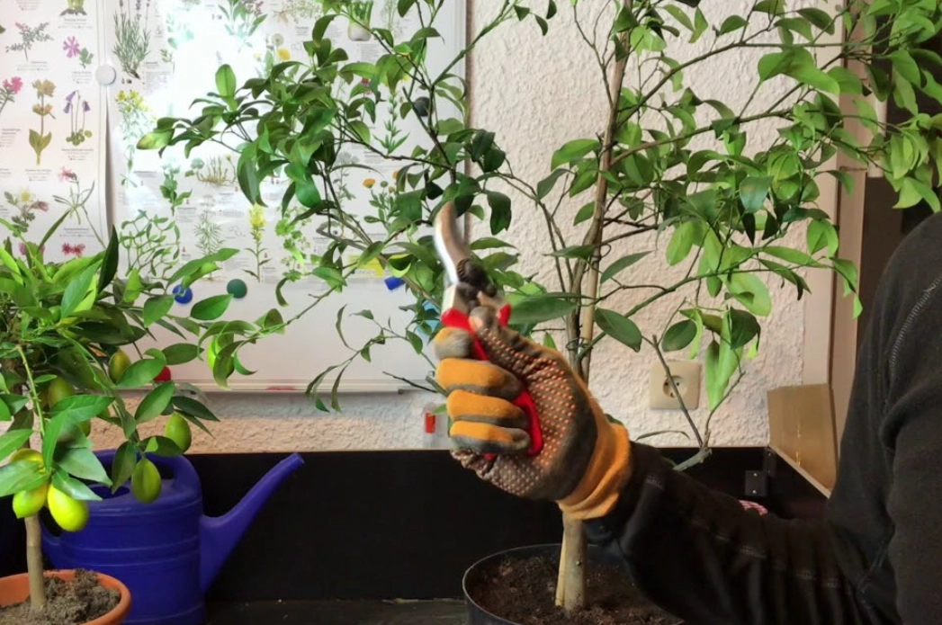 金桔樹修剪方法