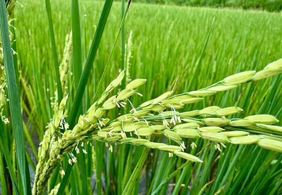 水稻抽穗期 水稻抽穗期