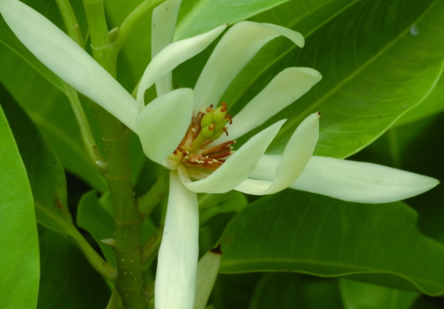 玉蘭花催花方法 玉蘭花催花方法