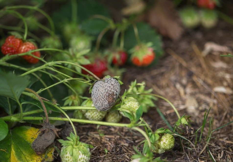 盆栽草莓發霉 盆栽草莓發霉
