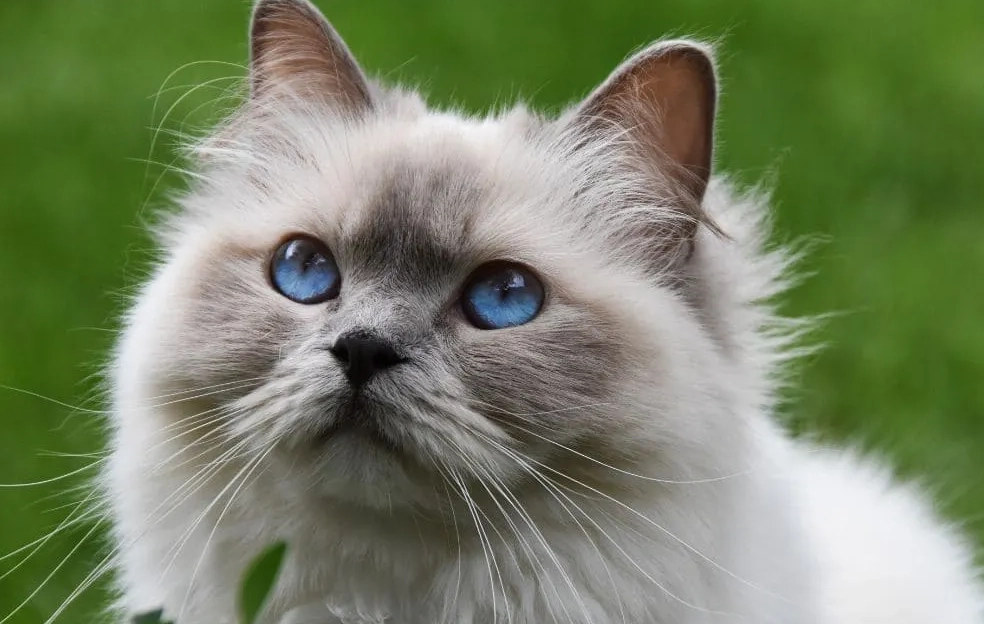 貓咪品種 貓咪品種