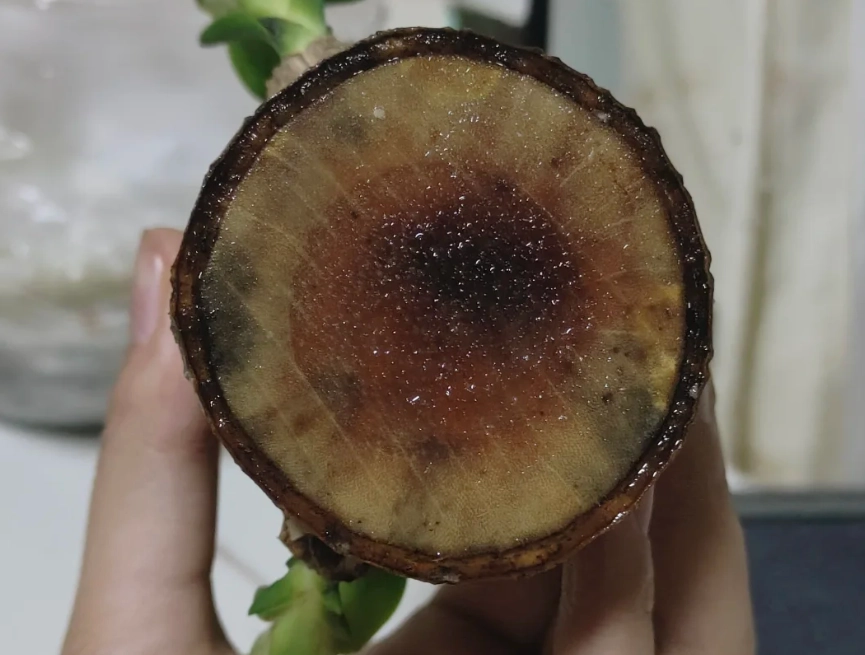 植物葉片白斑 植物葉片白斑