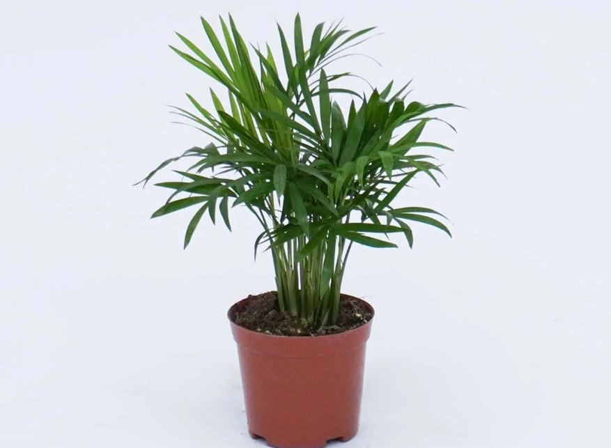 袖珍椰子 生長速度 袖珍椰子 生長速度