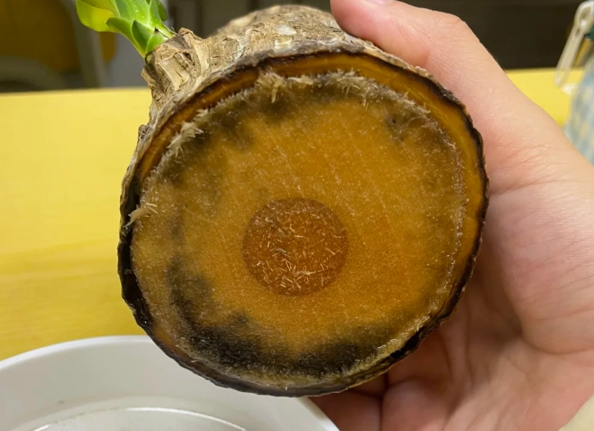 巴西木發霉處理 巴西木發霉處理