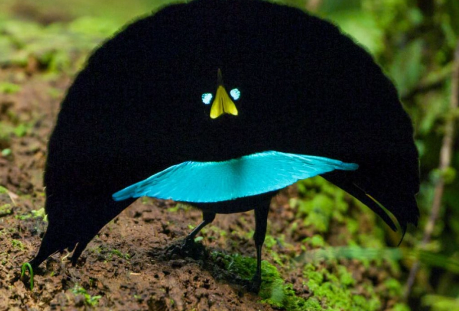 蓝色天堂鸟 台湾