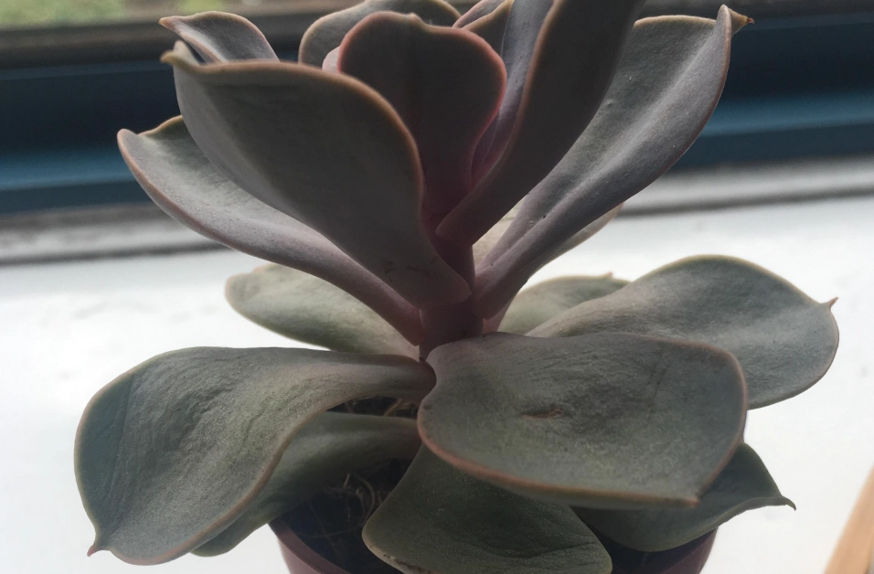 多肉叶片变薄原因 多肉叶片变薄原因