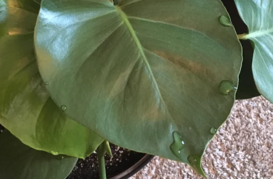 龜背芋 吐水 龜背芋 吐水