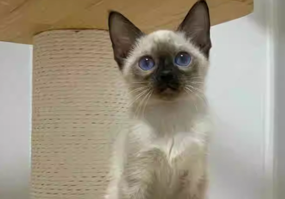 貓咪品種 貓咪品種