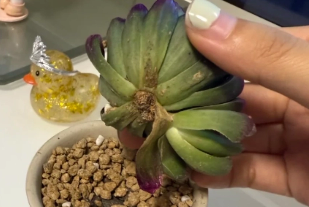 多肉植物 沒根 處理