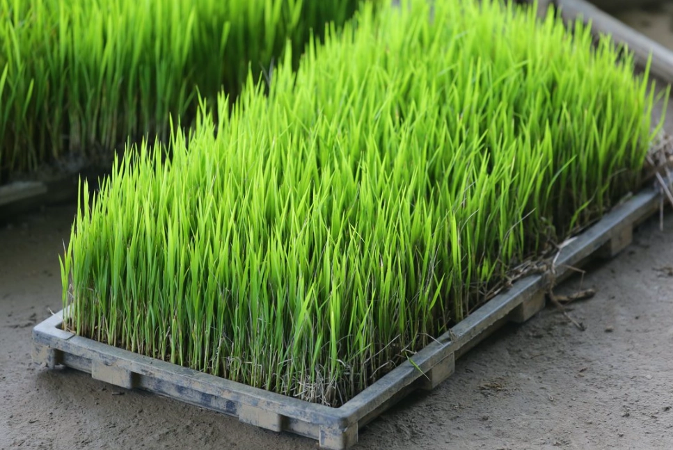 水稻育苗方法 水稻育苗方法