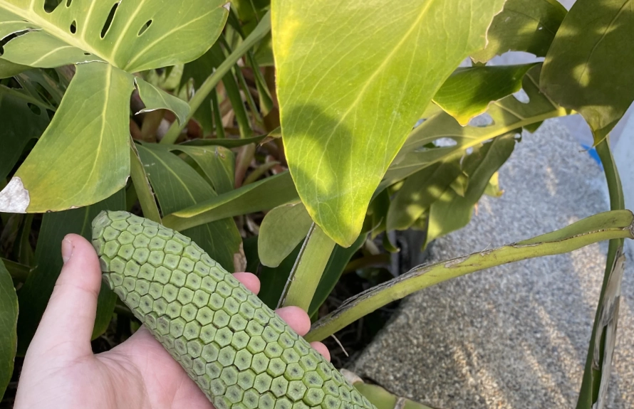 龜背芋果實 種植 龜背芋果實 種植