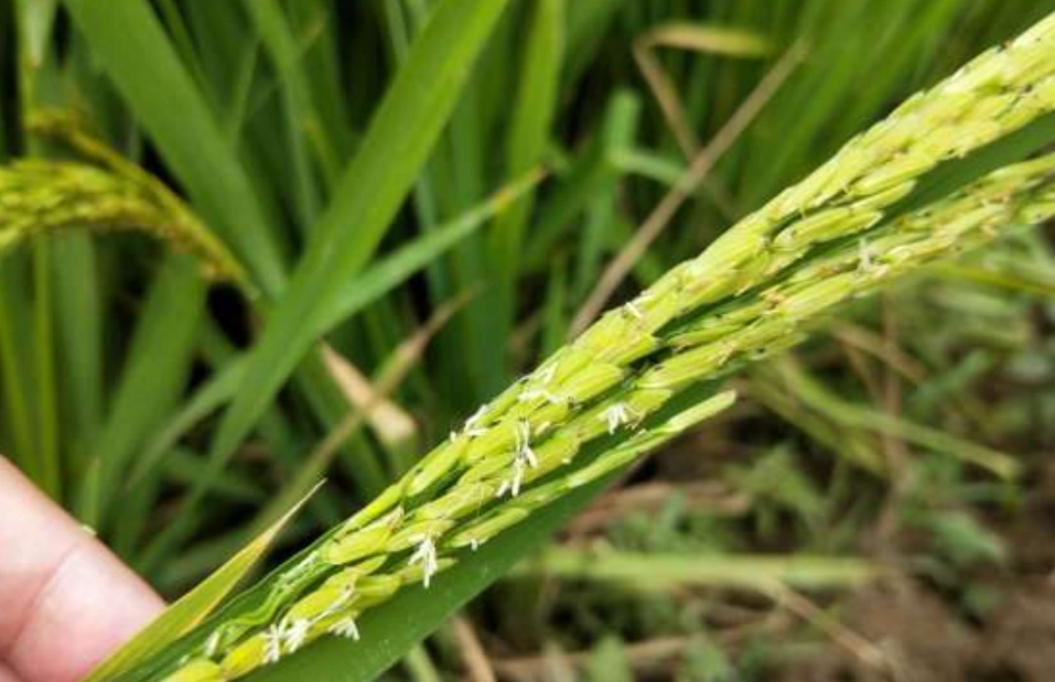 水稻抽穗期 水稻抽穗期