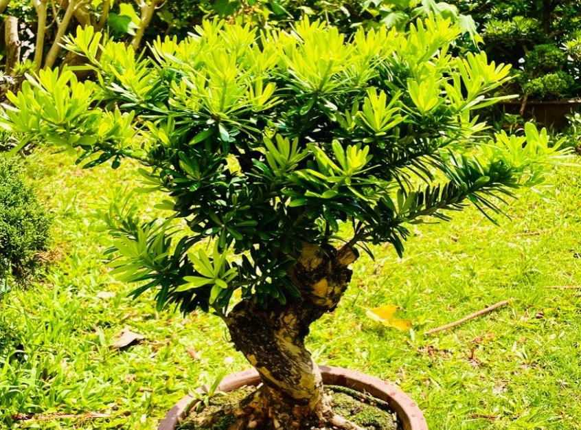 羅漢松爆芽方法