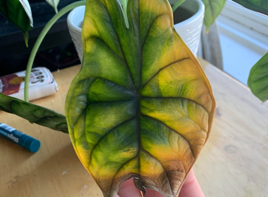 觀音蓮黃葉原因 觀音蓮黃葉原因