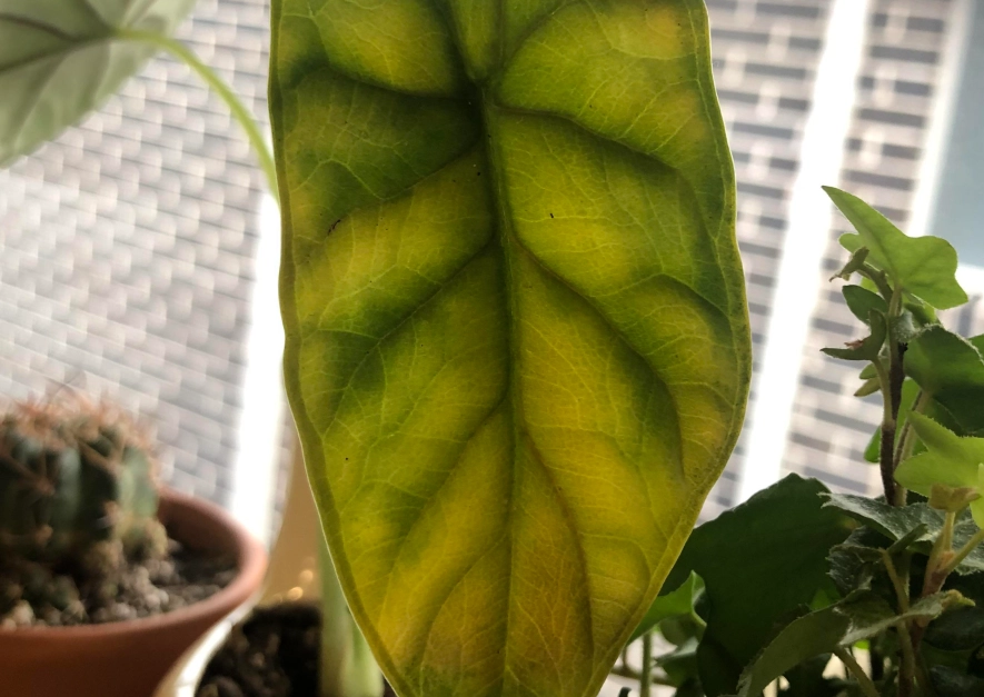 觀音蓮葉子變黃 觀音蓮葉子變黃