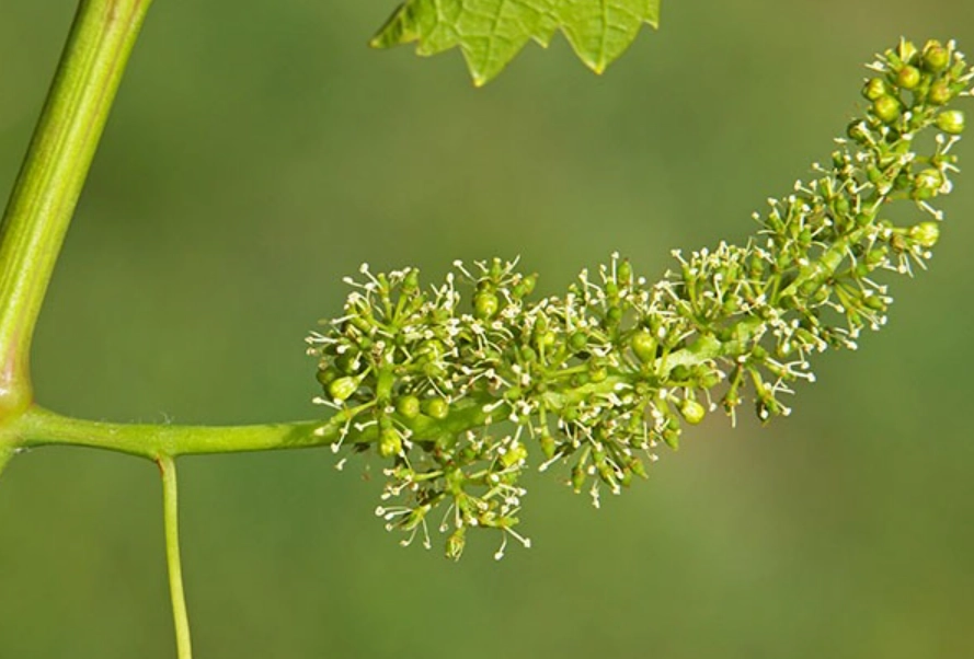 葡萄開花時間 葡萄開花時間