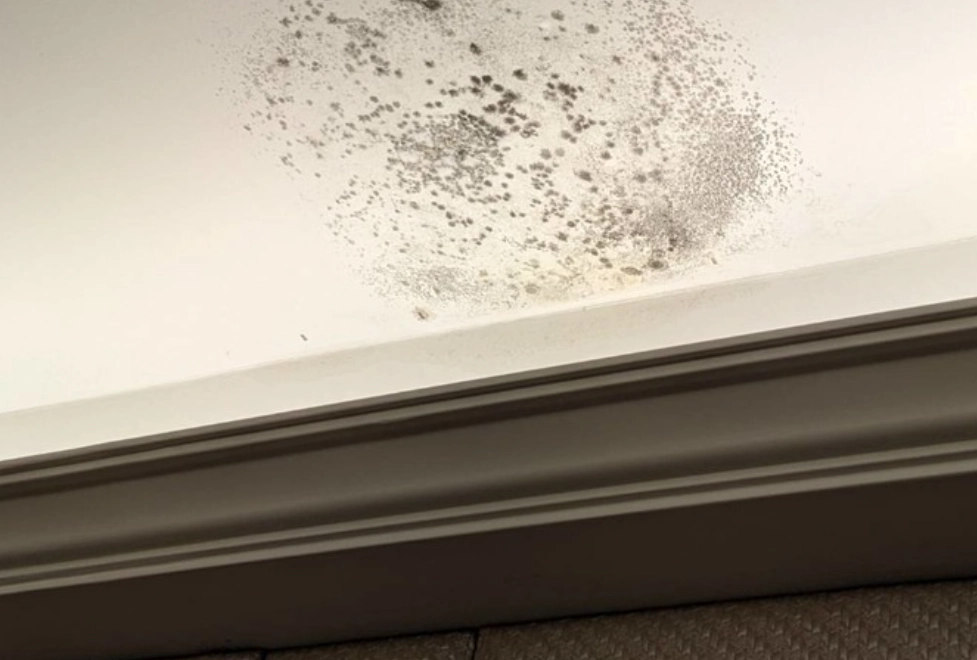 天花板發霉處理