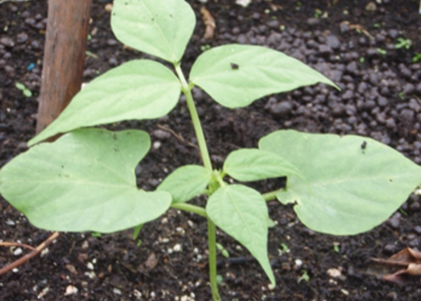 四季豆種植多久