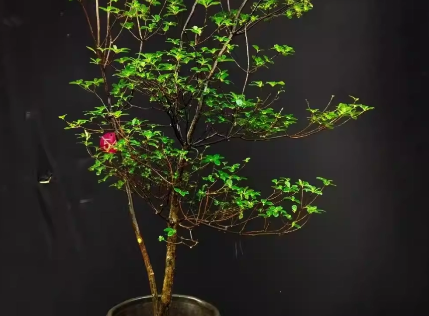 日本吊鐘 室內植物