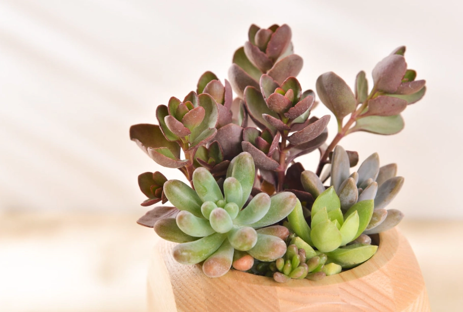 多肉植物養護 多肉植物養護