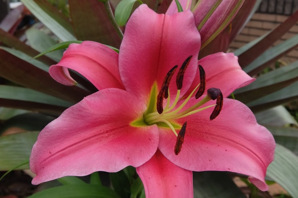 香水百合 寵物 香水百合 寵物