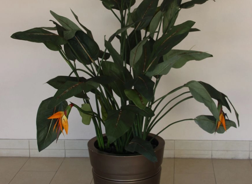 天堂鳥 觀賞 天堂鳥 觀賞