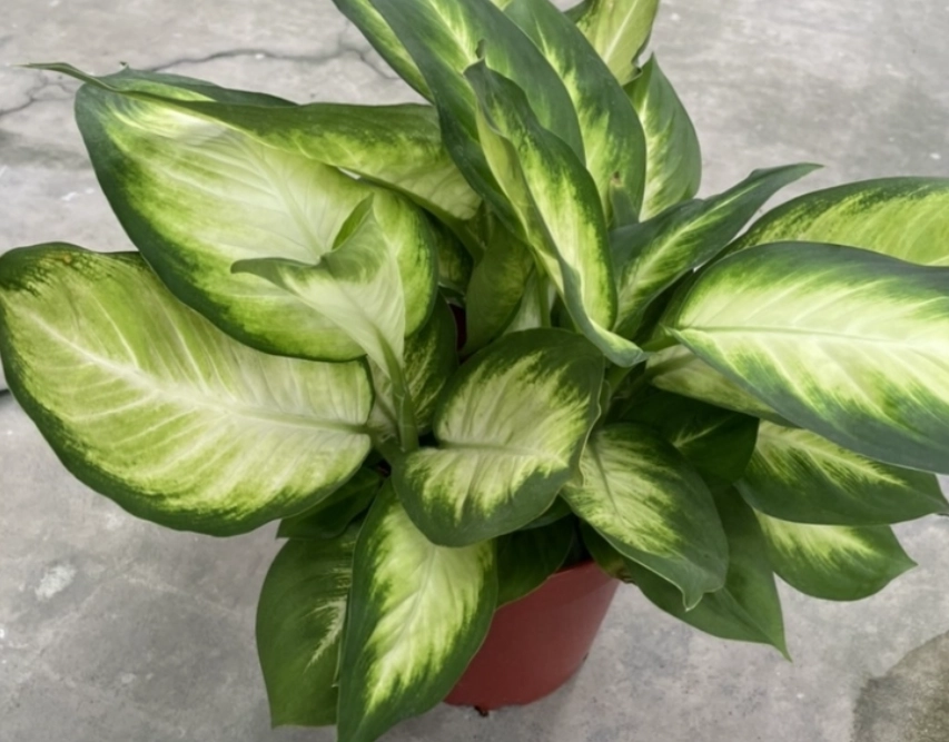 瑪莉安黛粉葉有毒