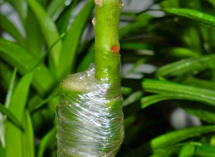 酪梨嫁接技巧 酪梨嫁接技巧