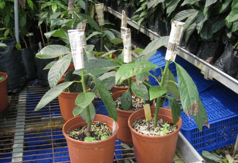 酪梨接穗選擇 酪梨接穗選擇