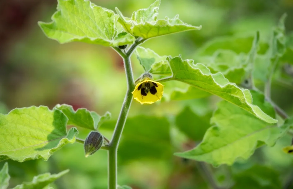 燈籠果照顧 燈籠果照顧