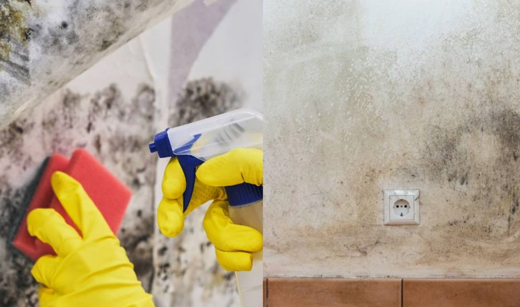 浴室牆壁發霉 浴室牆壁發霉