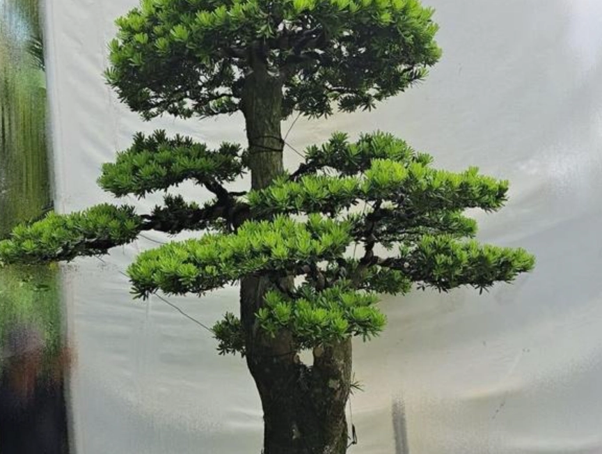 羅漢松修剪 羅漢松修剪