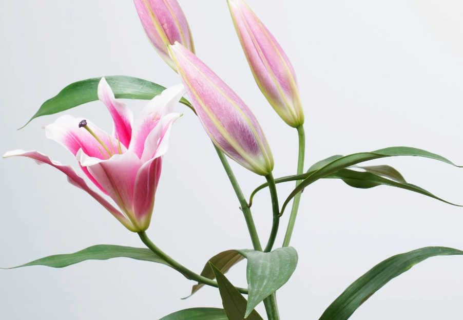 百合花 貓 中毒 百合花 貓 中毒