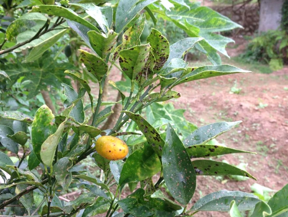 金桔樹葉子變黃