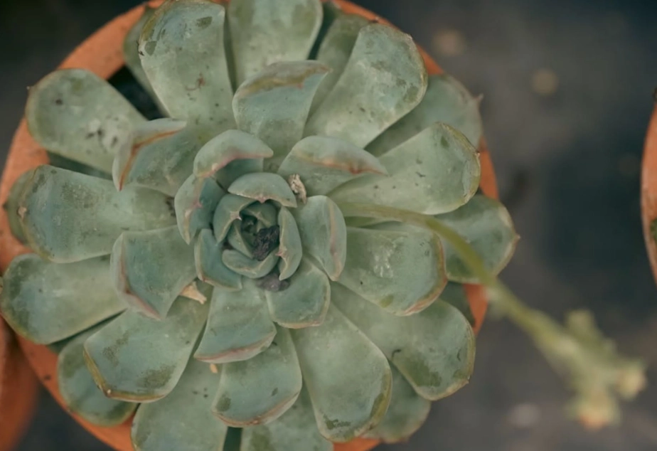 多肉叶片变薄原因 多肉叶片变薄原因
