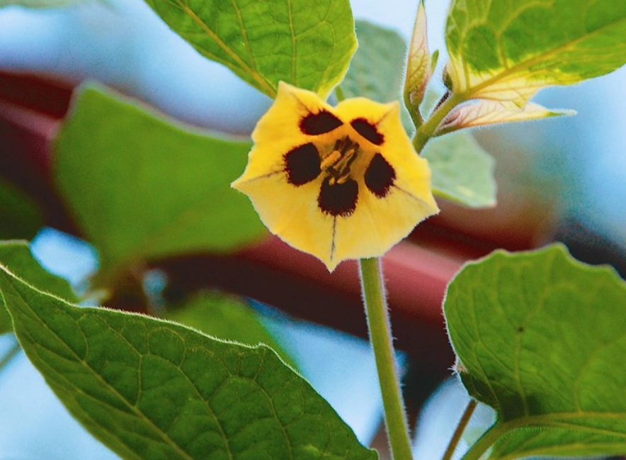 燈籠果照顧 燈籠果照顧