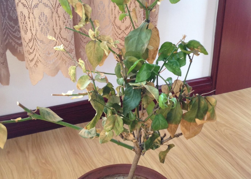 茉莉花養護方法