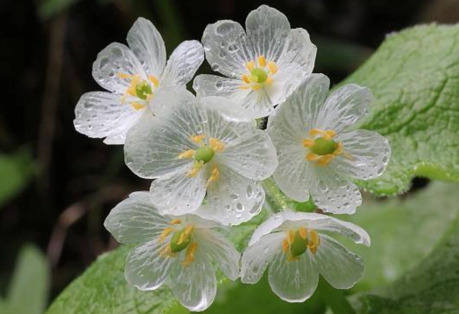 葉子變透明植物 葉子變透明植物