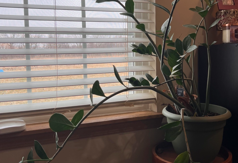 金錢樹長歪 金錢樹長歪