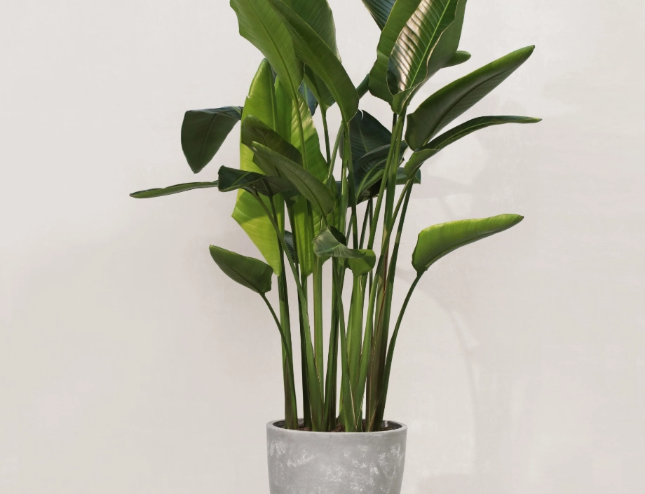 旅人蕉 台北 旅人蕉 台北