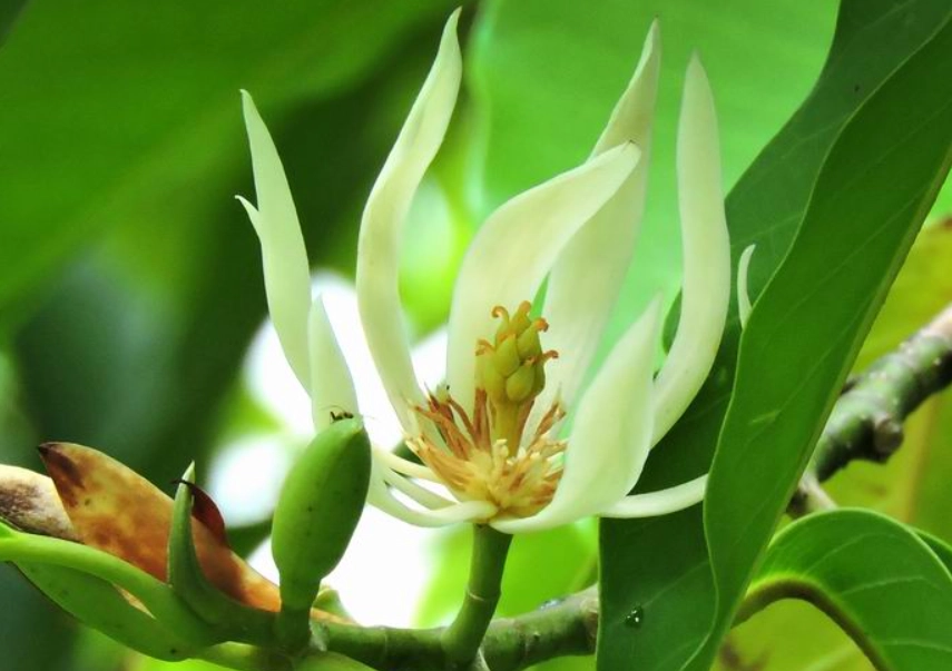 玉蘭花開花季節 玉蘭花開花季節