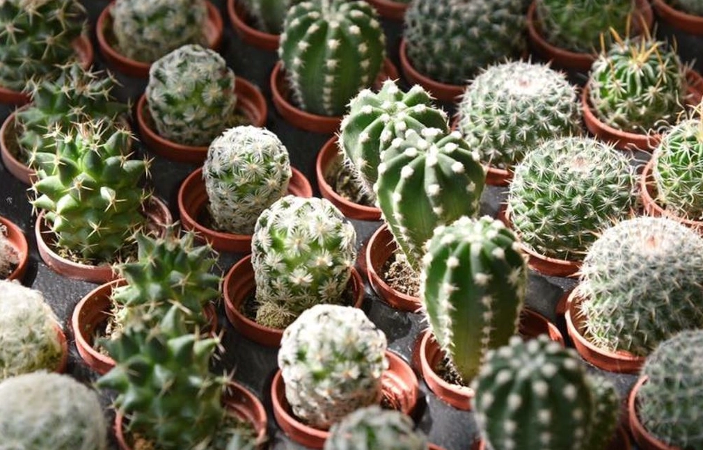 多肉植物 推薦 多肉植物 推薦