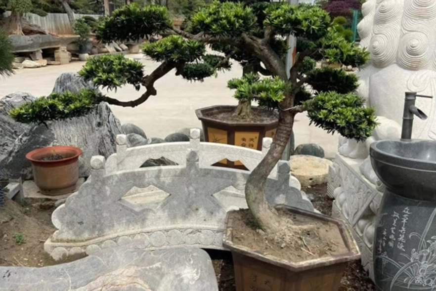 羅漢松矮化 羅漢松矮化