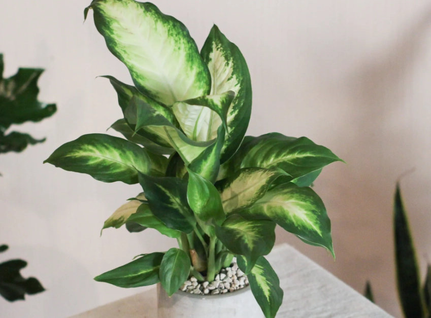 瑪莉安黛粉葉照顧